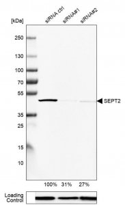 Anti-SEPT2 antibody produced in rabbit 