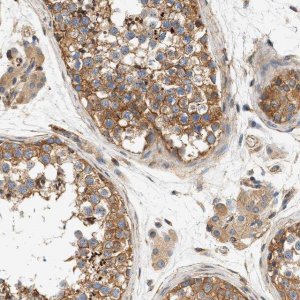 Anti-SEPT2 antibody produced in rabbit 