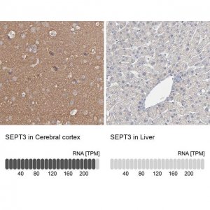 Anti-Sept3 antibody produced in rabbit 
