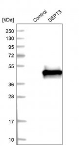 Anti-Sept3 antibody produced in rabbit 