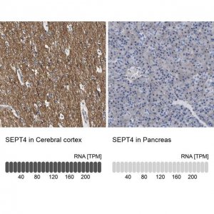 Anti-SEPT4 antibody produced in rabbit 