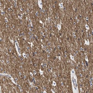 Anti-SEPT4 antibody produced in rabbit 
