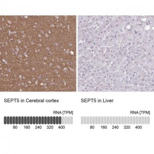 Anti-SEPT5 antibody produced in rabbit 