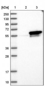 Anti-Sept6 antibody produced in rabbit 