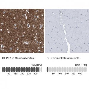 Anti-SEPT7 antibody produced in rabbit HPA023309-100UL