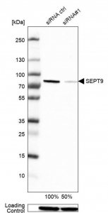 Anti-SEPT9 antibody produced in rabbit 