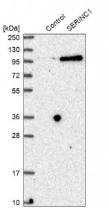 Anti-SERINC1 antibody produced in rabbit HPA035738-100UL