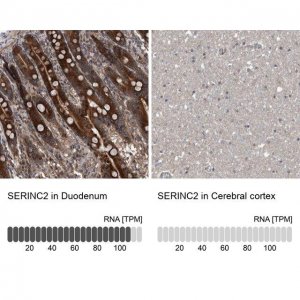Anti-SERINC2 antibody produced in rabbit 