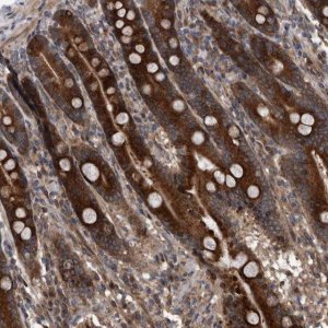 Anti-SERINC2 antibody produced in rabbit 