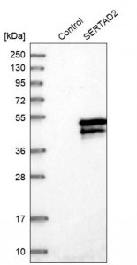 Anti-SERTAD2 antibody produced in rabbit 