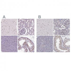 Anti-SETD1A antibody produced in rabbit 