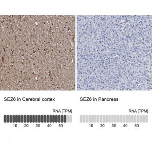 Anti-SEZ6 antibody produced in rabbit 