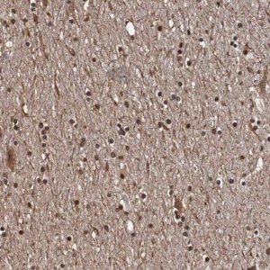 Anti-SEZ6 antibody produced in rabbit 