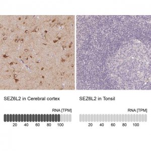 Anti-SEZ6L2 antibody produced in rabbit 