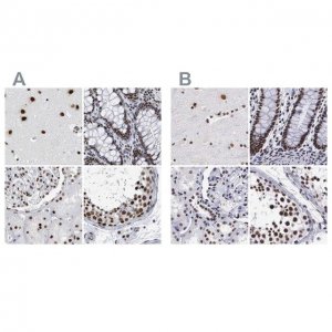 Anti-SF3A1 antibody produced in rabbit 
