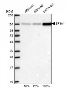 Anti-SF3A1 antibody produced in rabbit 