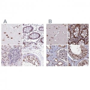 Anti-SF3A2 antibody produced in rabbit 