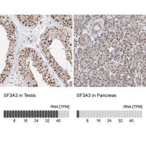 Anti-SF3A3 antibody produced in rabbit HPA032055-100UL