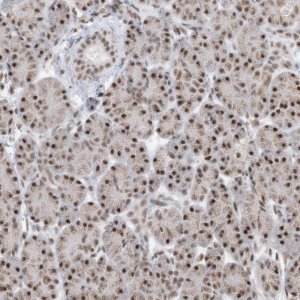 Anti-SF3A3 antibody produced in rabbit HPA032055-100UL