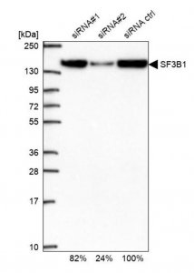 Anti-SF3B1 antibody produced in rabbit 
