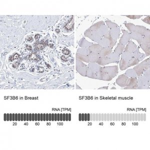 Anti-SF3B6 antibody produced in rabbit HPA034829-100UL