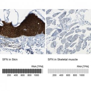 Anti-SFN antibody produced in rabbit 