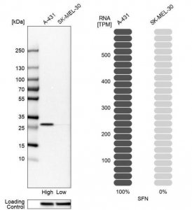 Anti-SFN antibody produced in rabbit 