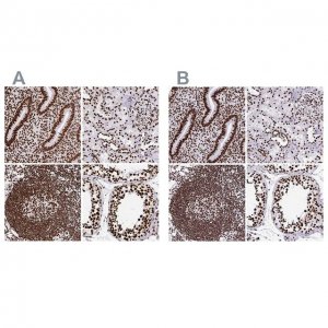 Anti-SFPQ antibody produced in rabbit 