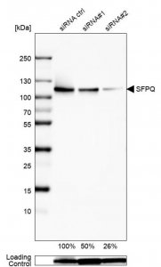 Anti-SFPQ antibody produced in rabbit 