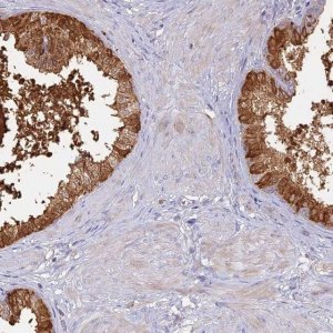 Anti-SFT2D2 antibody produced in rabbit 