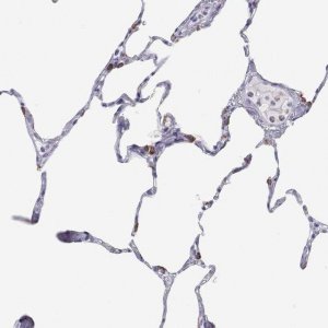 Anti-SFTPB antibody produced in rabbit 