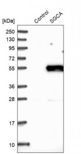 Anti-SGCA antibody produced in rabbit 
