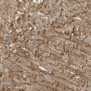 Anti-SGCA antibody produced in rabbit 