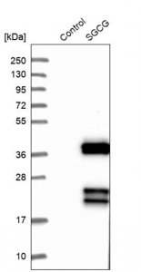 Anti-SGCG antibody produced in rabbit 
