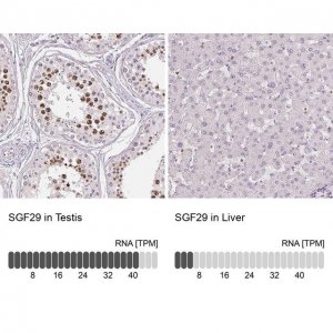 Anti-SGF29 antibody produced in rabbit 