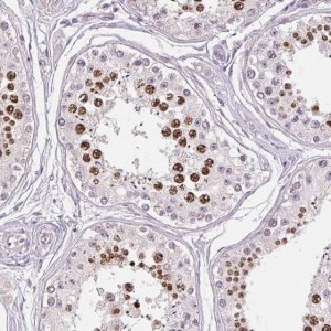 Anti-SGF29 antibody produced in rabbit 
