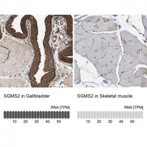 Anti-SGMS2 antibody produced in rabbit 