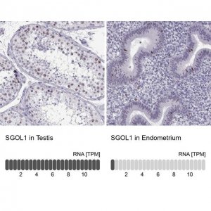 Anti-SGO1 antibody produced in rabbit 