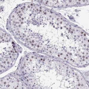 Anti-SGO1 antibody produced in rabbit 