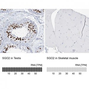 Anti-SGO2 antibody produced in rabbit 