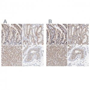 Anti-SGPL1 antibody produced in rabbit 