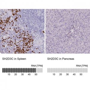 Anti-SH2D3C antibody produced in rabbit 