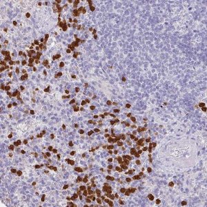Anti-SH2D3C antibody produced in rabbit 