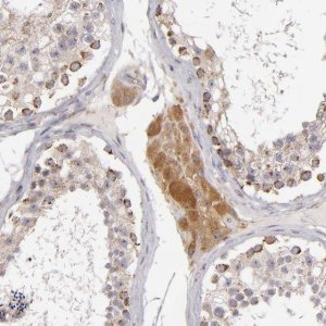 Anti-SH2D4A antibody produced in rabbit 