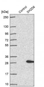 Anti-SH2D6 antibody produced in rabbit 