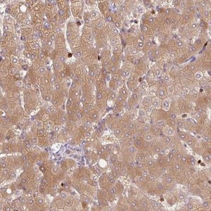 Anti-SH2D6 antibody produced in rabbit 