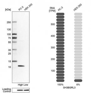 Anti-SH3BGRL3 antibody produced in rabbit 