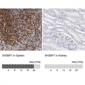 Anti-SH3BP1 antibody produced in rabbit 