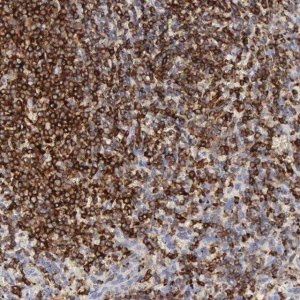 Anti-SH3BP1 antibody produced in rabbit 