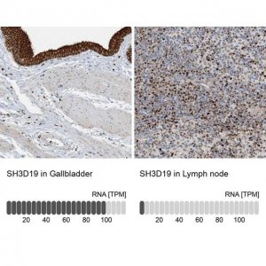Anti-SH3D19 antibody produced in rabbit 